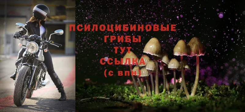 Псилоцибиновые грибы MAGIC MUSHROOMS  что такое   Порхов 